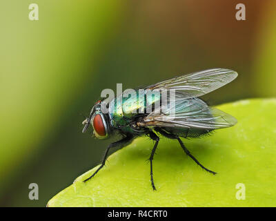 Flacon vert commun Fly on leaf Banque D'Images