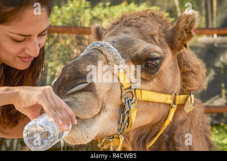 Jeune femme donnant l'eau à Camel Banque D'Images