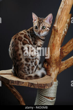 Portrait d'un jeune chaton Bengal Cat scratching het sur tree Banque D'Images