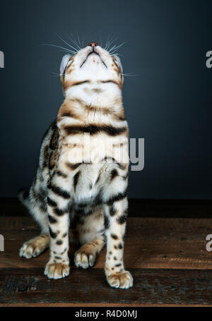 Portrait d'un jeune chaton Bengal dans le studio Banque D'Images