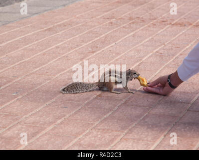 Drôle chipmunk animal avec femme de l'île de Fuerteventura, Espagne Banque D'Images