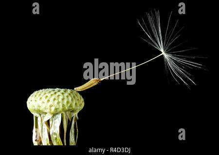 Graines de pissenlit (Taraxacum officinale), un portrait de la vie encore la dernière graine fixé à la tête des semences sur un fond noir. Banque D'Images