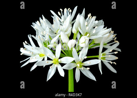 Ramsons ou l'ail des ours (Allium ursinum), un gros plan de la fleur de vie toujours tête contre un fond noir. Banque D'Images