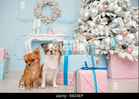 Jolie paire de petits chihuahua chiens assis en bleu décorations nouvel an Banque D'Images