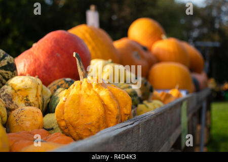 Quantité énorme de différentes boîtes de citrouilles Banque D'Images