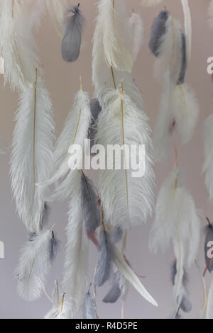 Plumes d'oiseaux, les poulets pour la texture de fond, abstrait, flou, style carte postale, couleur douce d'art design. Banque D'Images