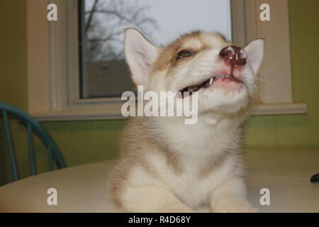 8 semaines chiot Husky Sibérien sur la table qui pose pour les photos. Banque D'Images