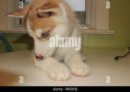 8 semaines chiot Husky Sibérien sur la table qui pose pour les photos. Banque D'Images