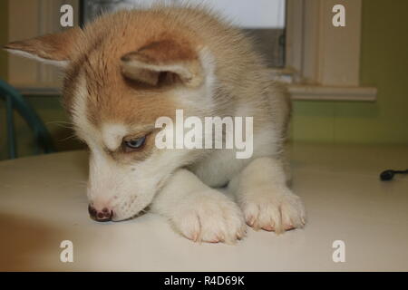 8 semaines chiot Husky Sibérien sur la table qui pose pour les photos. Banque D'Images