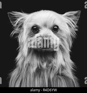 Yorkshire Terrier Banque D'Images