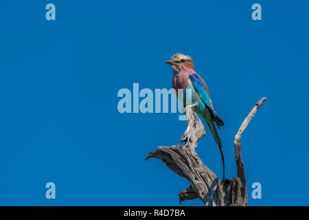 Lilac-breasted roller staring out à partir de la branche morte Banque D'Images