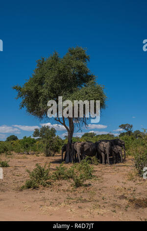 Troupeau d'éléphants à l'ombre de l'arbre debout Banque D'Images