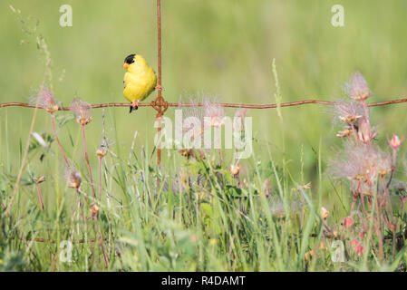 Un mâle Chardonneret jaune perché sur une clôture entouré par la fumée des prairies de fleurs sauvages à l'Alvar Carden Provincial Park, Ontario, Canada. Banque D'Images