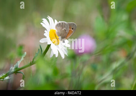 Un papillon commun perché au sommet de l'Alvar Carden Oxeye Daisy au parc provincial de l'Ontario, Canada. Banque D'Images