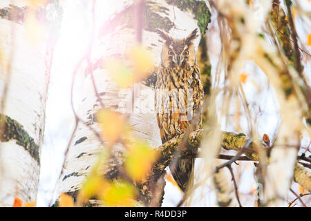 Owl avec de grands yeux orange se trouve entre les branches , la faune, les animaux en hiver Banque D'Images