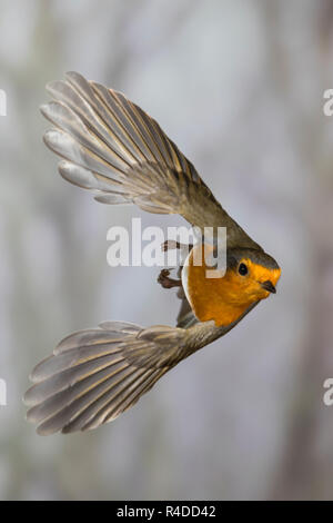 Rotkehlchen, fliegend, im Flug, Flugbild, Erithacus rubecula aux abords, robin, robin, robin redbreast, vol, le rouge-gorge familier Banque D'Images