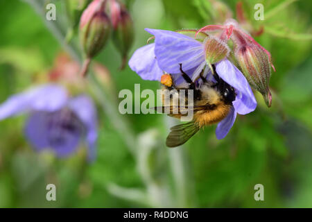 Plan macro sur une fleur de géranium une polliating d'abeilles Banque D'Images