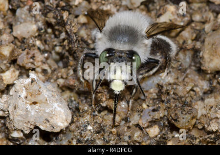 Digger Bee, Anthophora sp. Banque D'Images