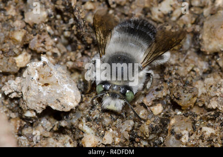 Digger Bee, Anthophora sp. Banque D'Images