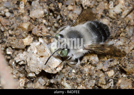 Digger Bee, Anthophora sp. Banque D'Images