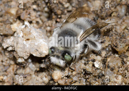 Digger Bee, Anthophora sp. Banque D'Images