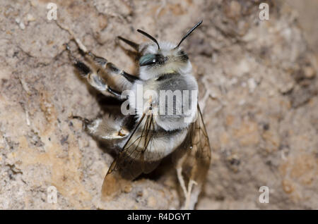 Digger Bee, Anthophora sp. Banque D'Images