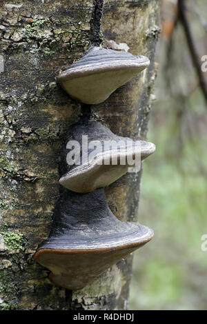 En soie noire champignon, Phellinus nigricans Banque D'Images