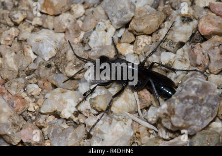 À Taille de filetage, Famille Sphecidae Wasp Banque D'Images