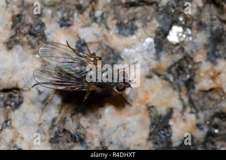 Root-Maggot Fly, Famille Anthomyiidae Banque D'Images