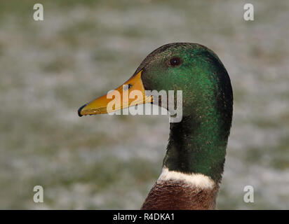 Tête de canard colvert mâle / tête de canard / canard sauvage Banque D'Images