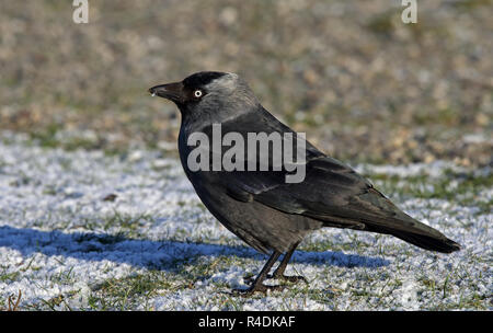 WESTERN Jackdaw, Coloeus monedula debout sur le sol Banque D'Images