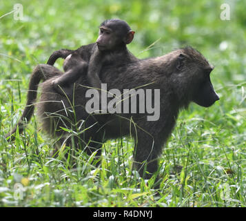 Une mère babouin Doguera (Papio anubis) avec un bébé à cheval sur son dos. La Forêt de Kibale National Park, Uganda. Banque D'Images