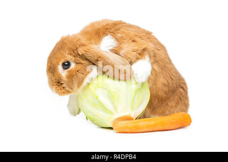 Beau lapin domestique Banque D'Images