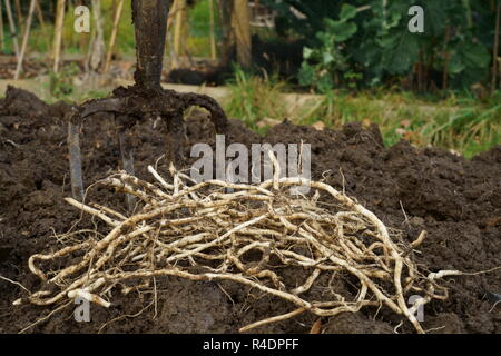 Liseron des champs racines (rhizomes) creusé d'un jardin Banque D'Images