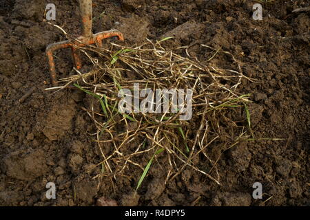 Chiendent racines (rhizomes) creusé d'un jardin Banque D'Images