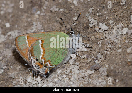 Hairstreak Callophrys gryneus Juniper, de flaques de boue,
