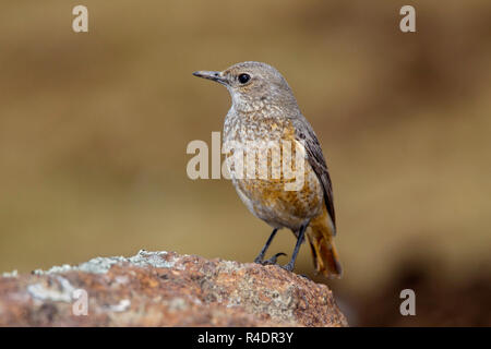 Sentinel Rock-Thrush Monticola Sani Pass explorateur, le Lesotho 31 août 2018 2008.1 immatures Banque D'Images