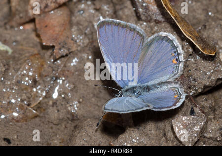 Tailed-Blue amyntula Cupido, de l'Ouest, homme de boue-mares Banque D'Images