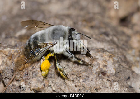 Digger Bee, Anthophora sp. Banque D'Images