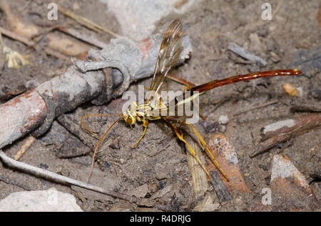 Guêpe Mouche Ichneumon géant, Megarhyssa macrurus, homme Banque D'Images