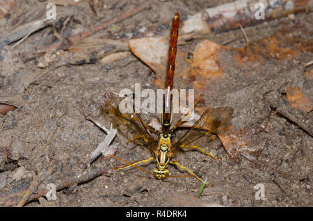 Guêpe Mouche Ichneumon géant, Megarhyssa macrurus, homme Banque D'Images