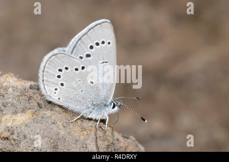 Glaucopsyche lygdamus bleu argenté, de flaques de boue, Banque D'Images