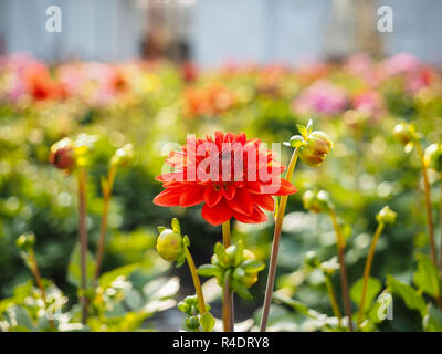 Dahlia fleurs germination avec bourgeons dans un champ à effet Banque D'Images