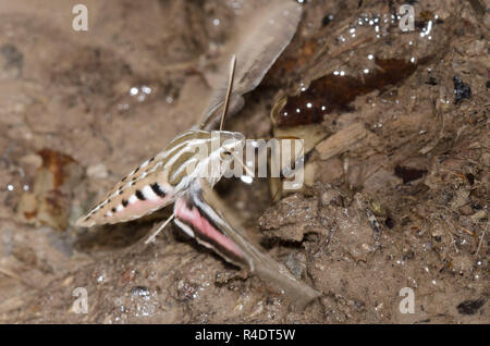 Bordée de blanc, Sphinx Hyles lineata, planant tout en buvant Banque D'Images