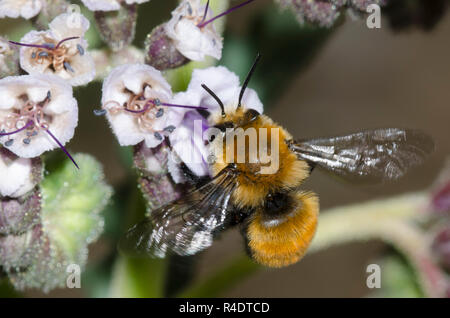 Bourdon-bomboides Anthophora Anthophora, imiter, en vol et de nectar, scorpionweed Phacelia sp. Banque D'Images