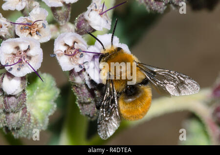 Bourdon-bomboides Anthophora Anthophora imitent, nectar, d'scorpionweed, Phacelia sp. Banque D'Images