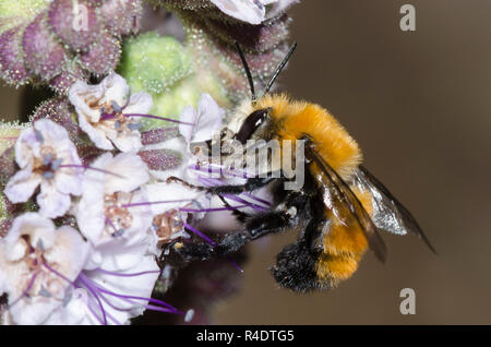 Bourdon-bomboides Anthophora Anthophora imitent, nectar, d'scorpionweed, Phacelia sp. Banque D'Images