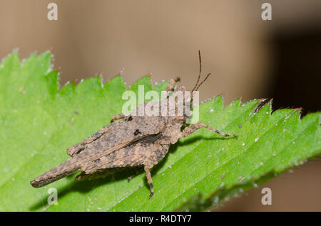 Pygmées ornés sauterelle, Tetrix ornata Banque D'Images