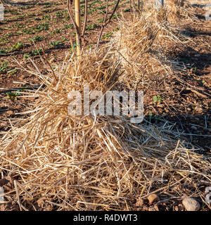 Le paillage les racines des jeunes arbres de Kiwy avec de la paille. Banque D'Images