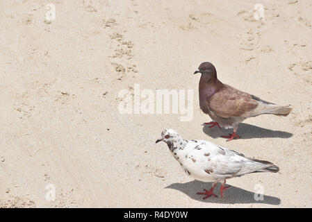 Deux pigeons sur un plage de sable Banque D'Images